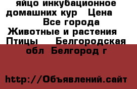 яйцо инкубационное домашних кур › Цена ­ 25 - Все города Животные и растения » Птицы   . Белгородская обл.,Белгород г.